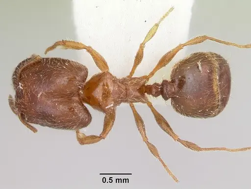 Pheidole humeralis specimen CASENT0103142 image casent0103142_1