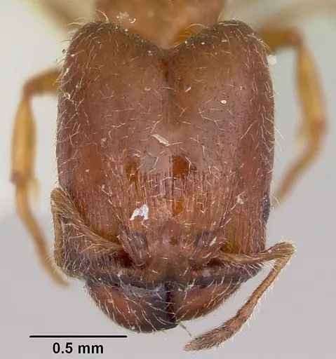 Pheidole humeralis specimen CASENT0103142 image casent0103142_2