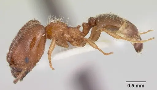 Pheidole humeralis specimen CASENT0103142 image casent0103142_3