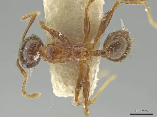 Pheidole humeridens specimen CASENT0645802 image casent0645802_1