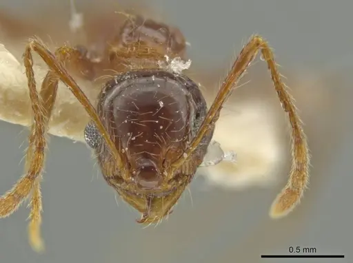 Pheidole humeridens specimen CASENT0645802 image casent0645802_2