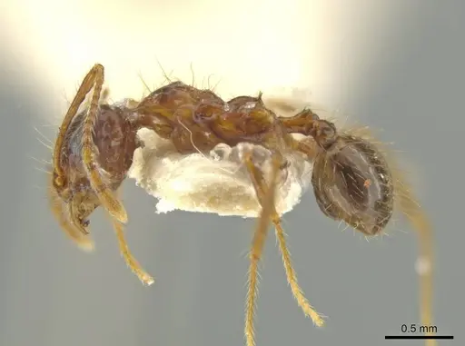 Pheidole humeridens specimen CASENT0645802 image casent0645802_3