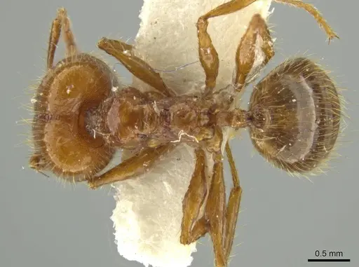 Pheidole humeridens specimen JTLC000016409 image jtlc000016409_1
