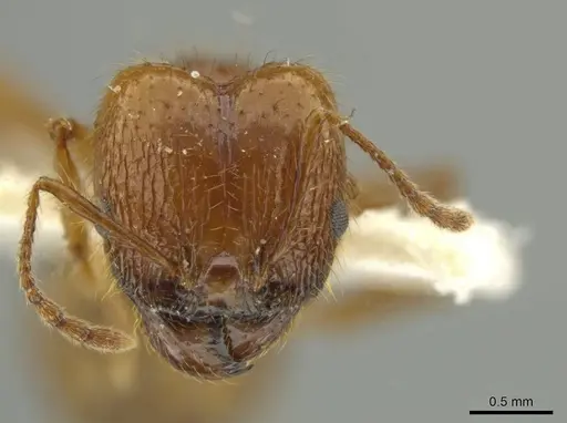 Pheidole humeridens specimen JTLC000016409 image jtlc000016409_2