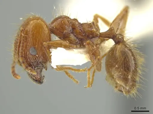 Pheidole humeridens specimen JTLC000016409 image jtlc000016409_3