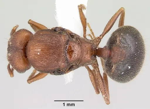 Pheidole hyatti specimen CASENT0000211 image casent0000211_1