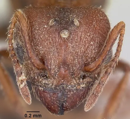 Pheidole hyatti specimen CASENT0000211 image casent0000211_2