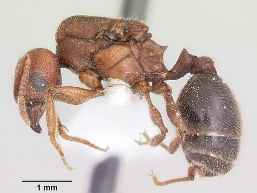 Pheidole hyatti specimen CASENT0000211 image casent0000211_3