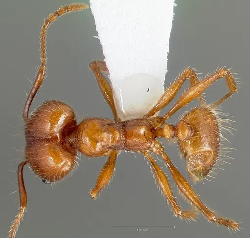 Pheidole hyatti specimen CASENT0005738 image casent0005738_1
