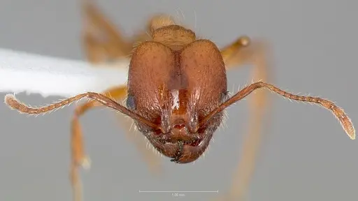 Pheidole hyatti specimen CASENT0005738 image casent0005738_2
