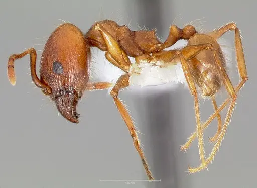 Pheidole hyatti specimen CASENT0005738 image casent0005738_3