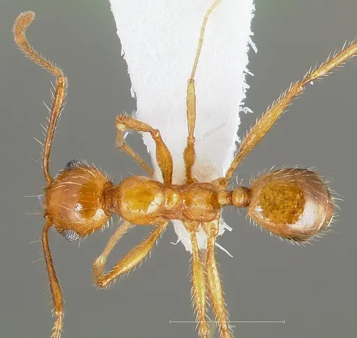 Pheidole hyatti specimen CASENT0005739 image casent0005739_1