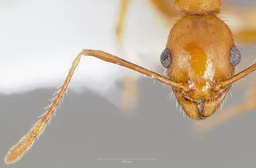 Pheidole hyatti specimen CASENT0005739 image casent0005739_2