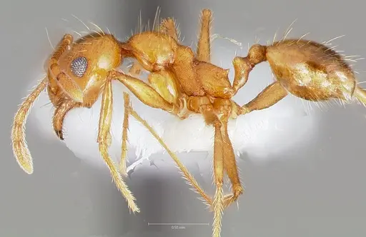 Pheidole hyatti specimen CASENT0005739 image casent0005739_3