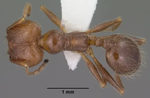 Pheidole hyatti specimen CASENT0102878 image casent0102878_1