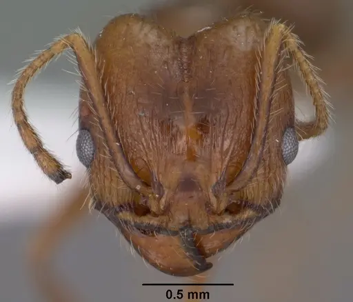 Pheidole hyatti specimen CASENT0102878 image casent0102878_2