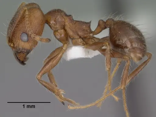 Pheidole hyatti specimen CASENT0102878 image casent0102878_3