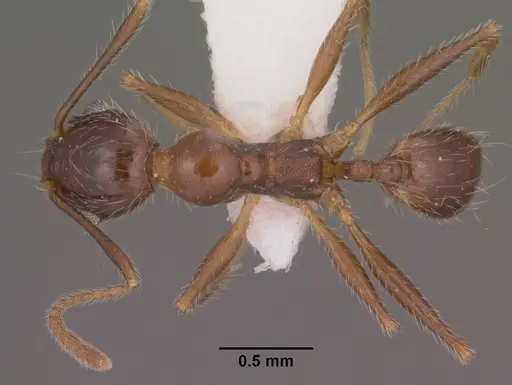 Pheidole hyatti specimen CASENT0102879 image casent0102879_1