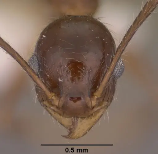 Pheidole hyatti specimen CASENT0102879 image casent0102879_2