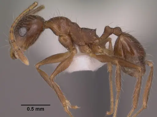 Pheidole hyatti specimen CASENT0102879 image casent0102879_3