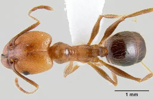 Pheidole hyatti specimen CASENT0106046 image casent0106046_1