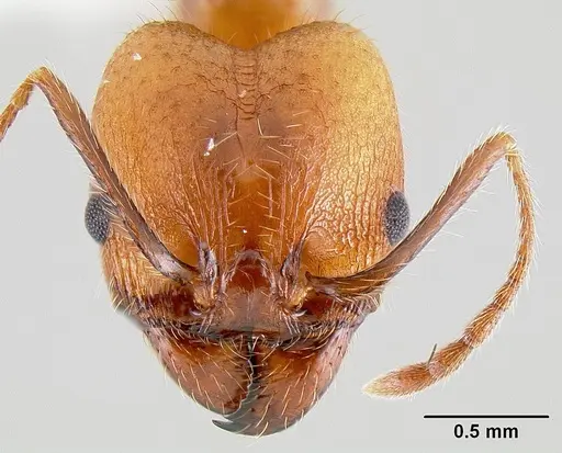 Pheidole hyatti specimen CASENT0106046 image casent0106046_2