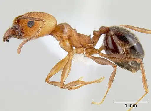 Pheidole hyatti specimen CASENT0106046 image casent0106046_3
