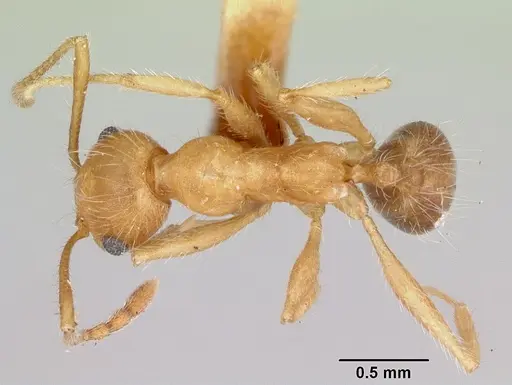 Pheidole hyatti specimen CASENT0172702 image casent0172702_1