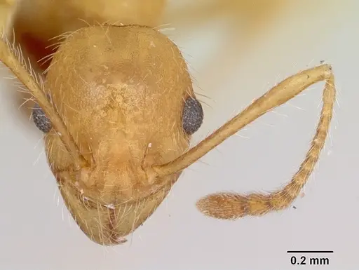 Pheidole hyatti specimen CASENT0172702 image casent0172702_2