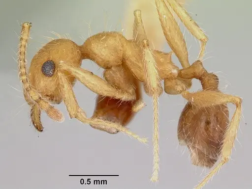Pheidole hyatti specimen CASENT0172702 image casent0172702_3