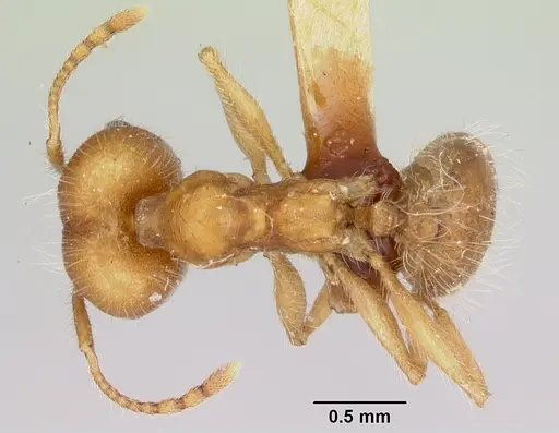 Pheidole hyatti specimen CASENT0172703 image casent0172703_1