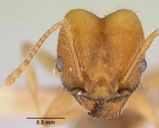Pheidole hyatti specimen CASENT0172703 image casent0172703_2
