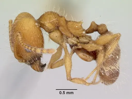 Pheidole hyatti specimen CASENT0172703 image casent0172703_3