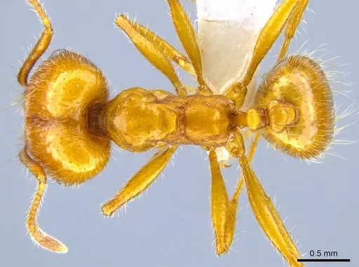 Pheidole hyatti specimen CASENT0631704 image casent0631704_1