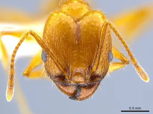 Pheidole hyatti specimen CASENT0631704 image casent0631704_2