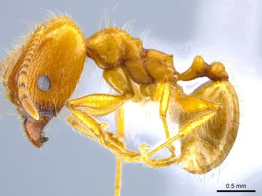 Pheidole hyatti specimen CASENT0631704 image casent0631704_3