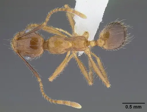 Pheidole hyatti specimen CASENT0732639 image casent0732639_1