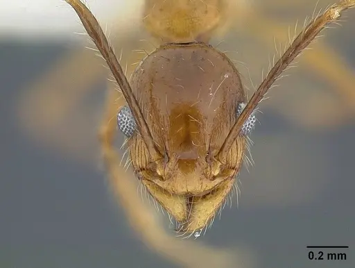 Pheidole hyatti specimen CASENT0732639 image casent0732639_2