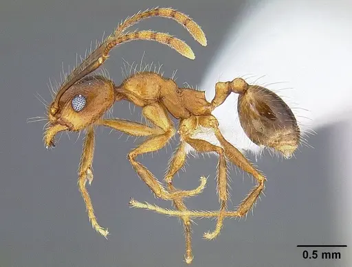 Pheidole hyatti specimen CASENT0732639 image casent0732639_3