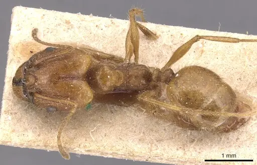 Pheidole hyatti specimen CASENT0904360 image casent0904360_1