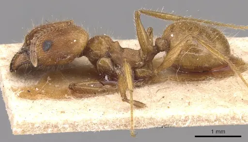 Pheidole hyatti specimen CASENT0904360 image casent0904360_3