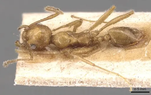 Pheidole hyatti specimen CASENT0904361 image casent0904361_1