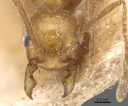 Pheidole hyatti specimen CASENT0904361 image casent0904361_2