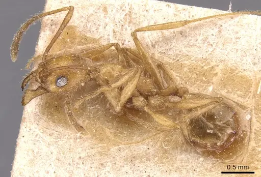 Pheidole hyatti specimen CASENT0904361 image casent0904361_3