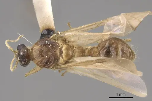 Pheidole hyatti specimen CASENT0923069 image casent0923069_1