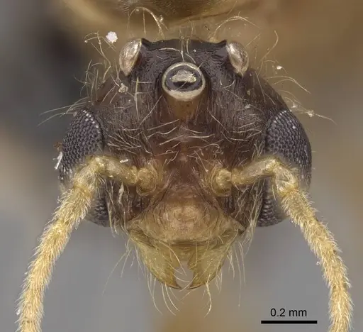 Pheidole hyatti specimen CASENT0923069 image casent0923069_2