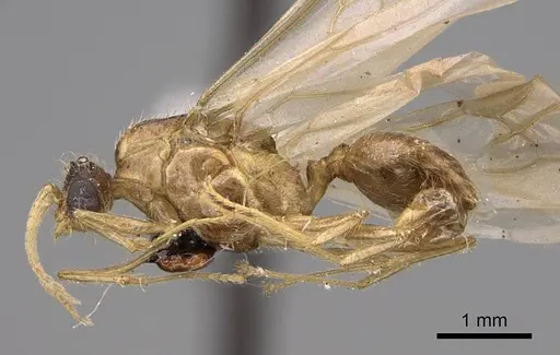 Pheidole hyatti specimen CASENT0923069 image casent0923069_3