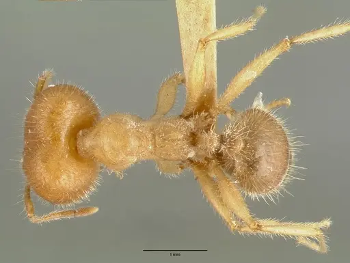 Pheidole hyatti specimen CASTYPE00639 image castype00639_1