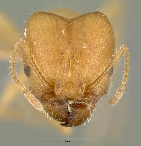 Pheidole hyatti specimen CASTYPE00639 image castype00639_2