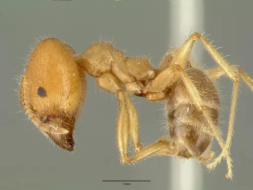 Pheidole hyatti specimen CASTYPE00639 image castype00639_3